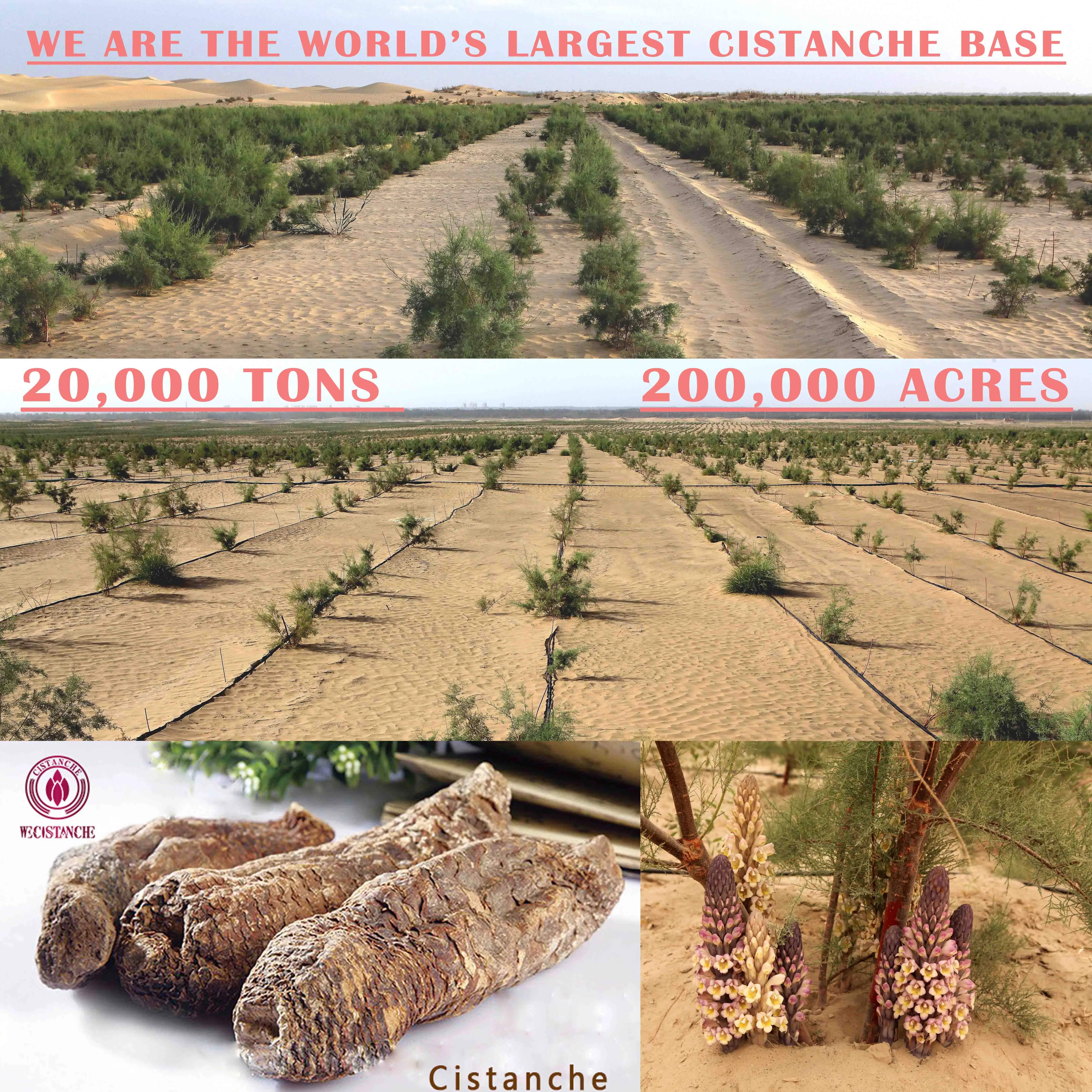 EU Standard 40:1 Cistanche Tubulosa Extract Nature Supplement 20% Glycoside 8% Echinacoside Cistanche For Body Building