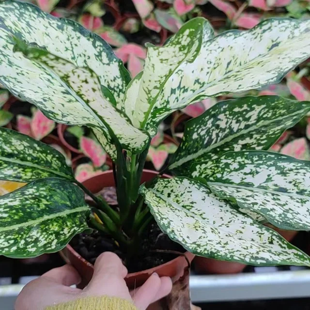 Wholesale factory plug seedlings aglaonema Emerald South Korea other agricultural products artificial plant