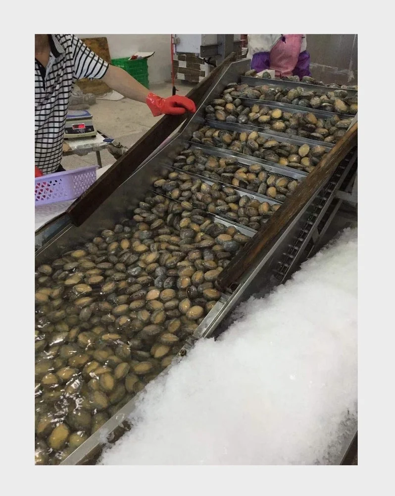Frozen Cooked Abalone For Sale