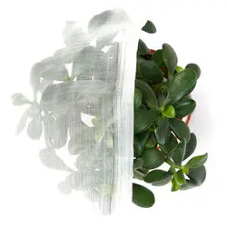 New Agricultural Net For Greenhouse Vegetables Fruit Protection Insect  Net in Cheap Price