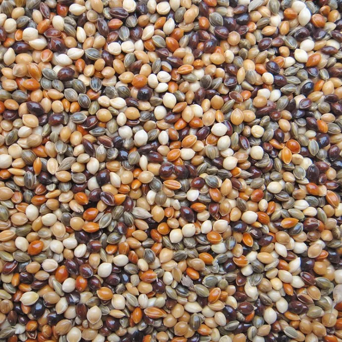 Best Selling Free Sample Pet Parrot Wild Bird Seed Food