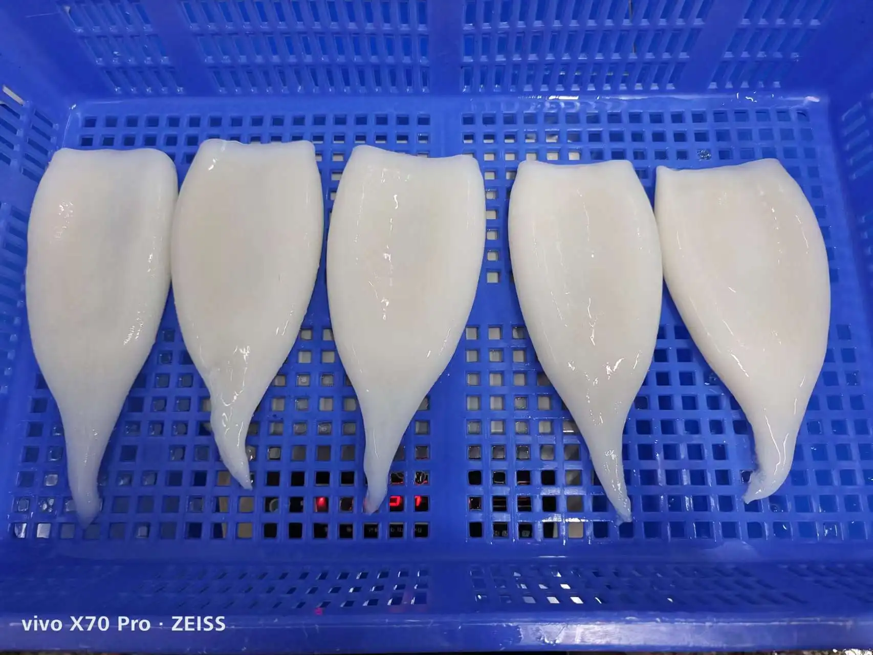 Frozen Gigas Squid Tube Head Off U3 U4 U5 Frozen Squid Tubes Egypt