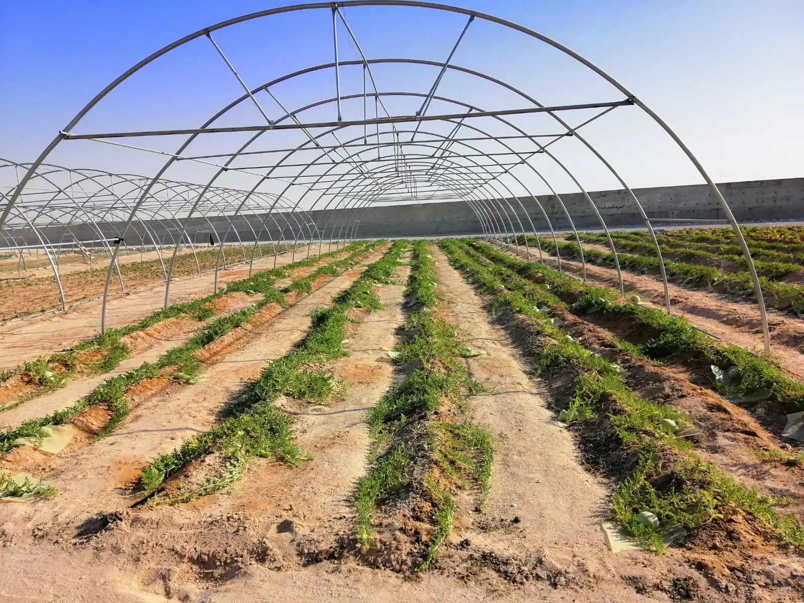 Chinese single span plastic film tunnel greenhouse
