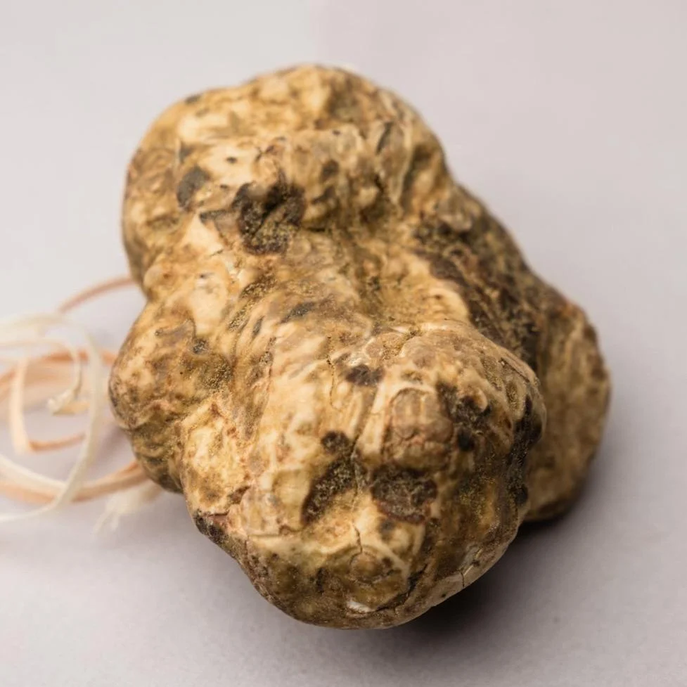 Italian Fresh White Truffles 100% Natural Italy Origin Fresh White Truffles
