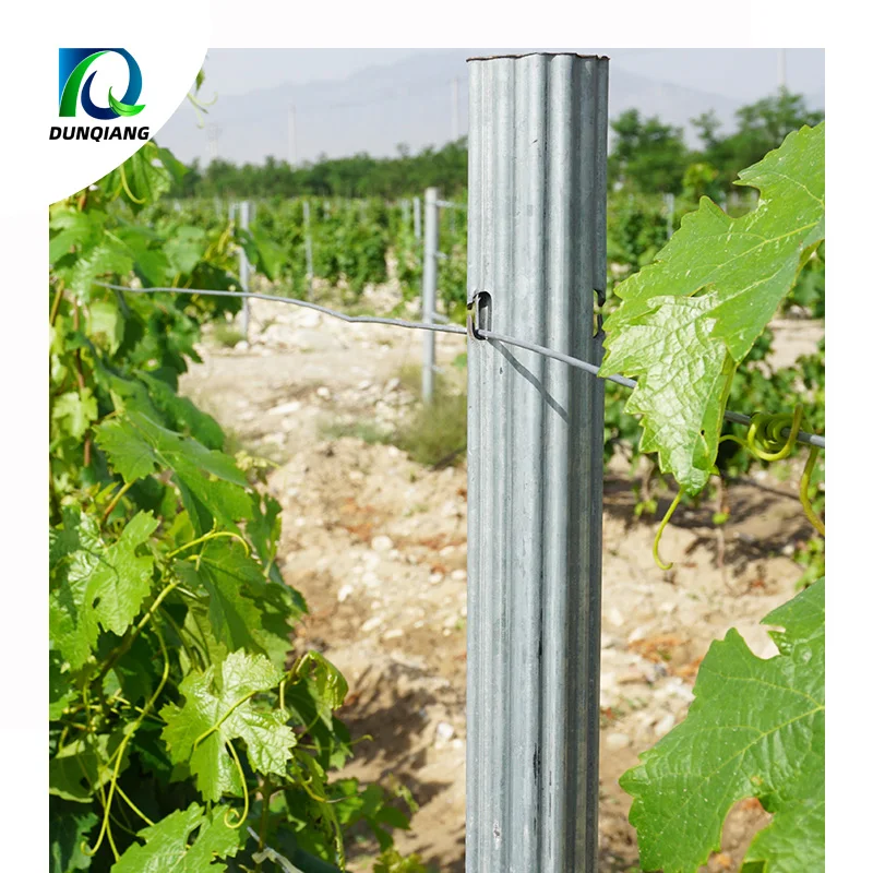 50 x 30 mm Galvanized Steel Vineyard Grape Stakes Post for Grape