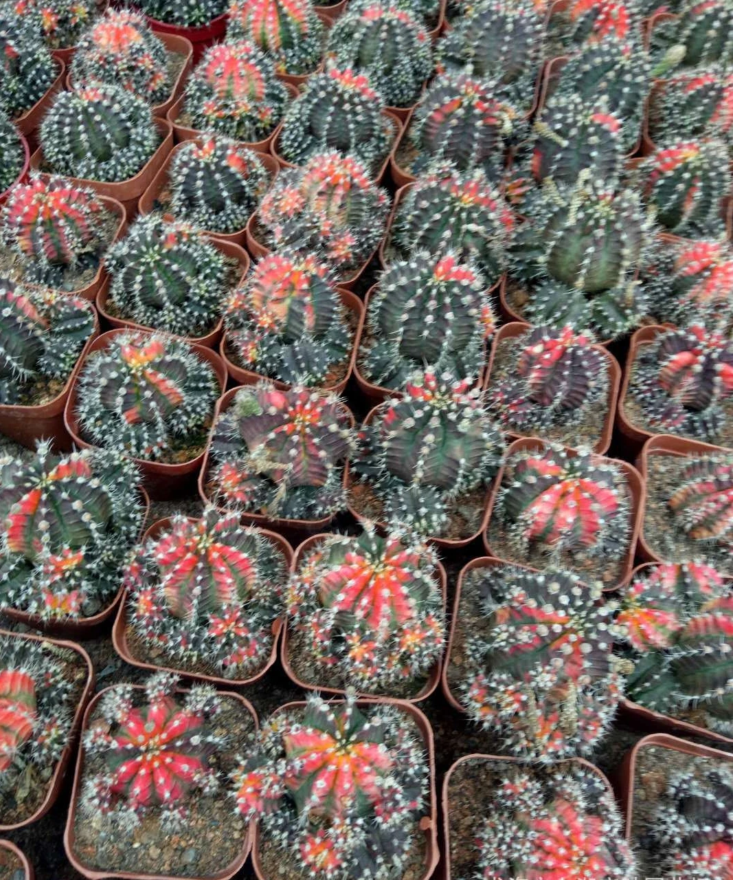  Низкая цена натуральная красота настоящие растения кактус gymnocalydium mihanovichii variegata для