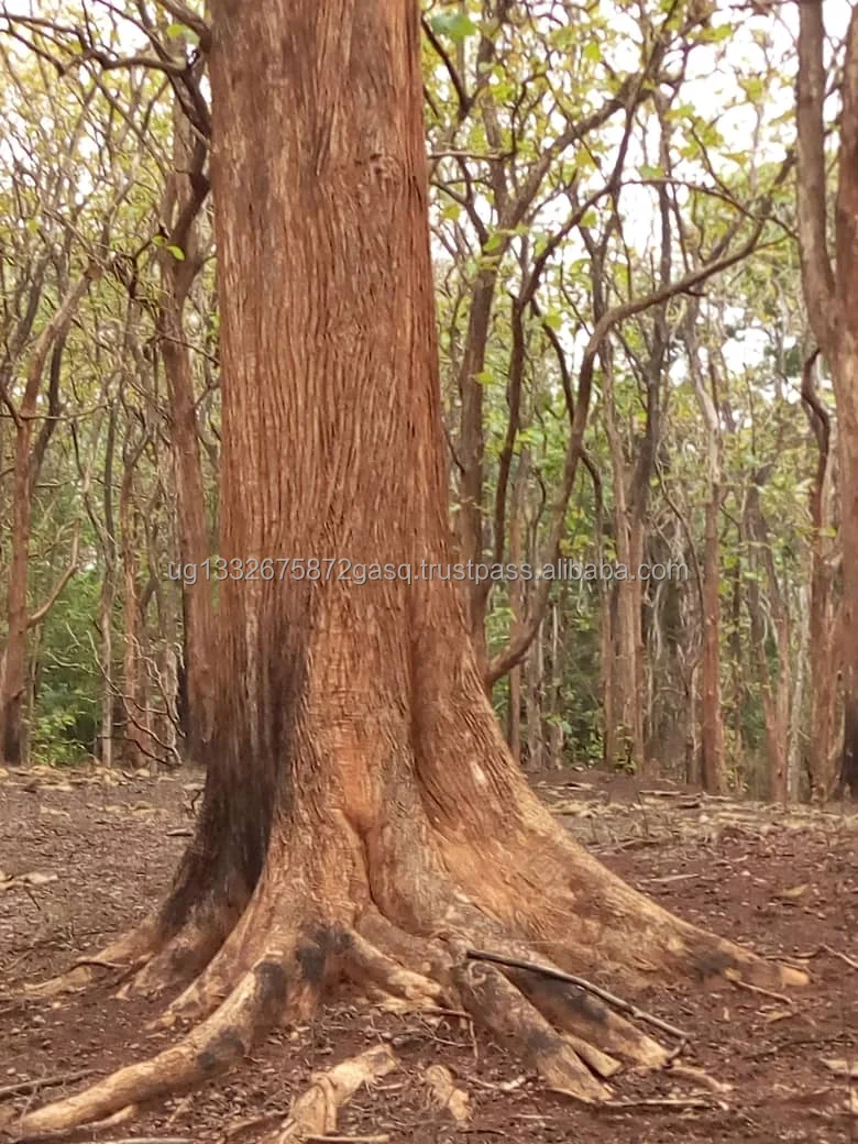 1/2  Birch Wood Logs & Lumber For Sale , West Africa Timber Logs , Cheap Hardwood Logs