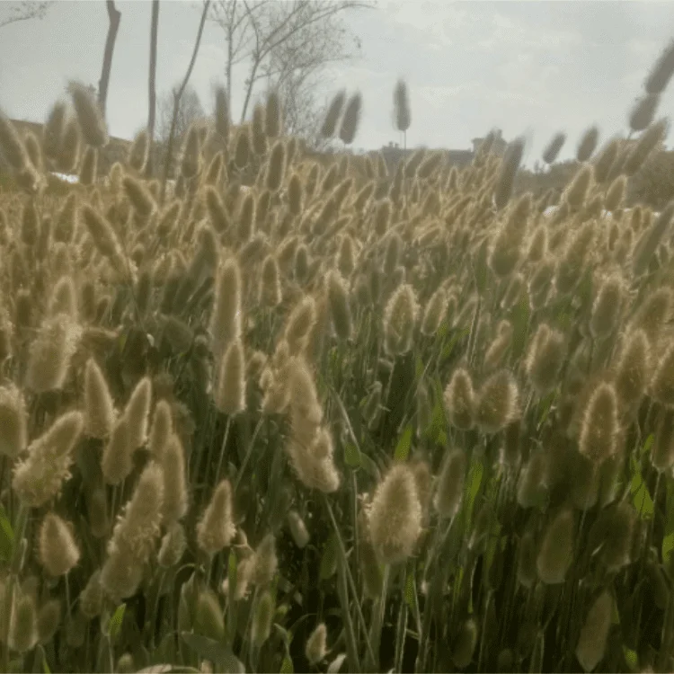 One Bundle of 50 Dried Bunny Tails Flower Stems Lagurus Ovatus Home Decoration Dried Flower Bouquet for Weddings