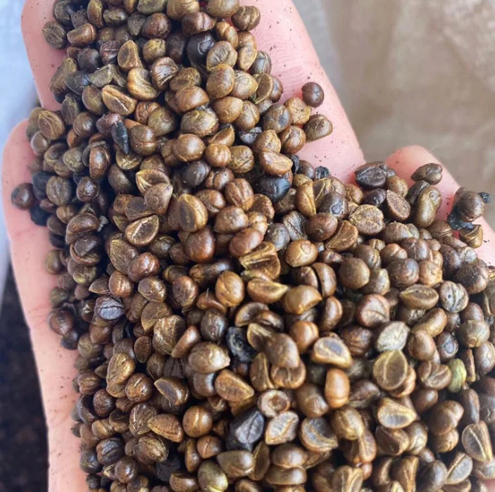 
S348 High quality boston ivy seeds for planting 