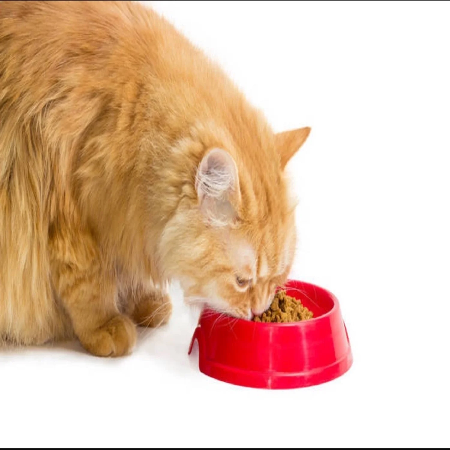  Котенок кошка рыба курица оптом еда для домашних животных сухой корм кошек Горох