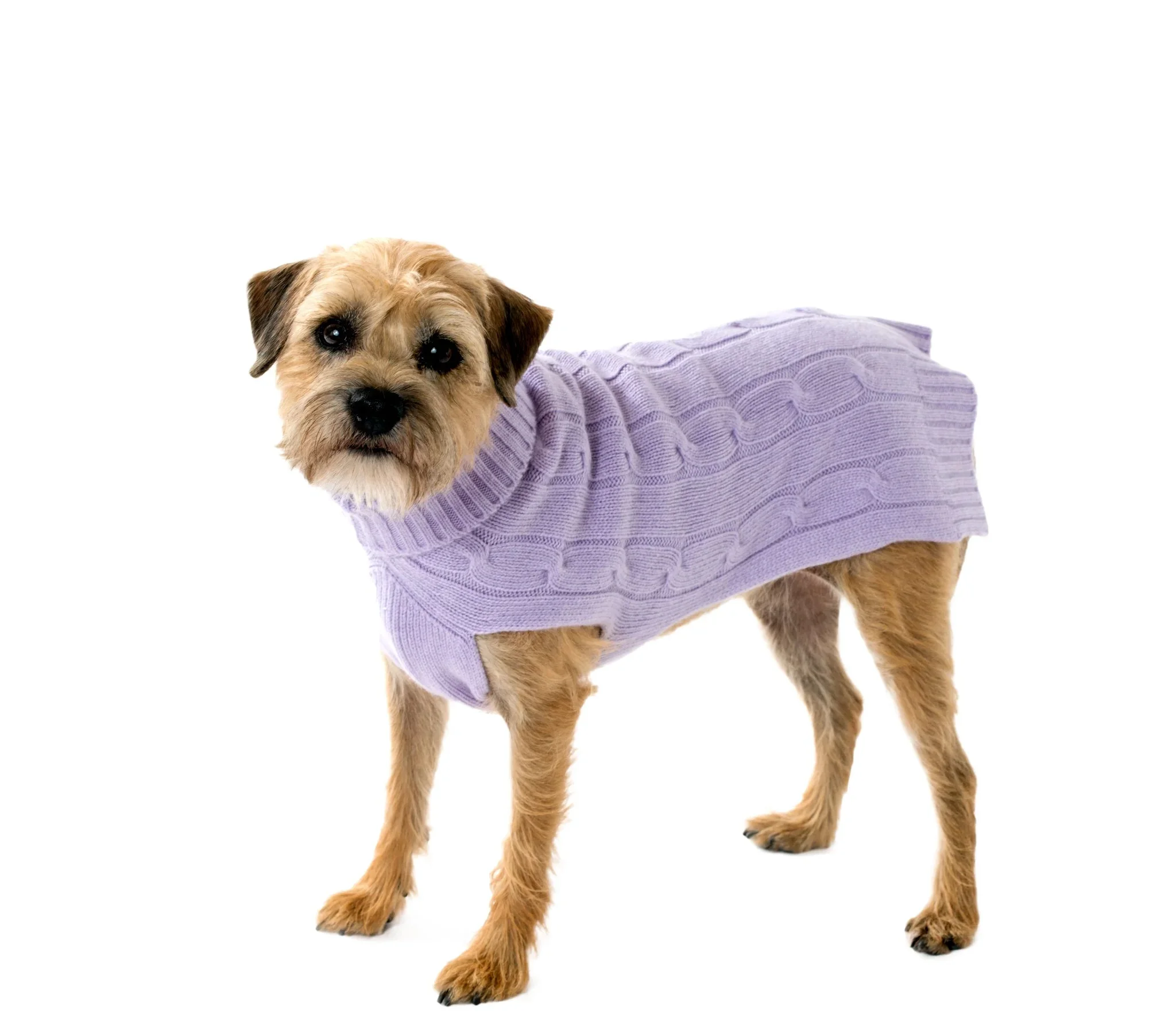 dog sweater 100% cashmere dog clothing