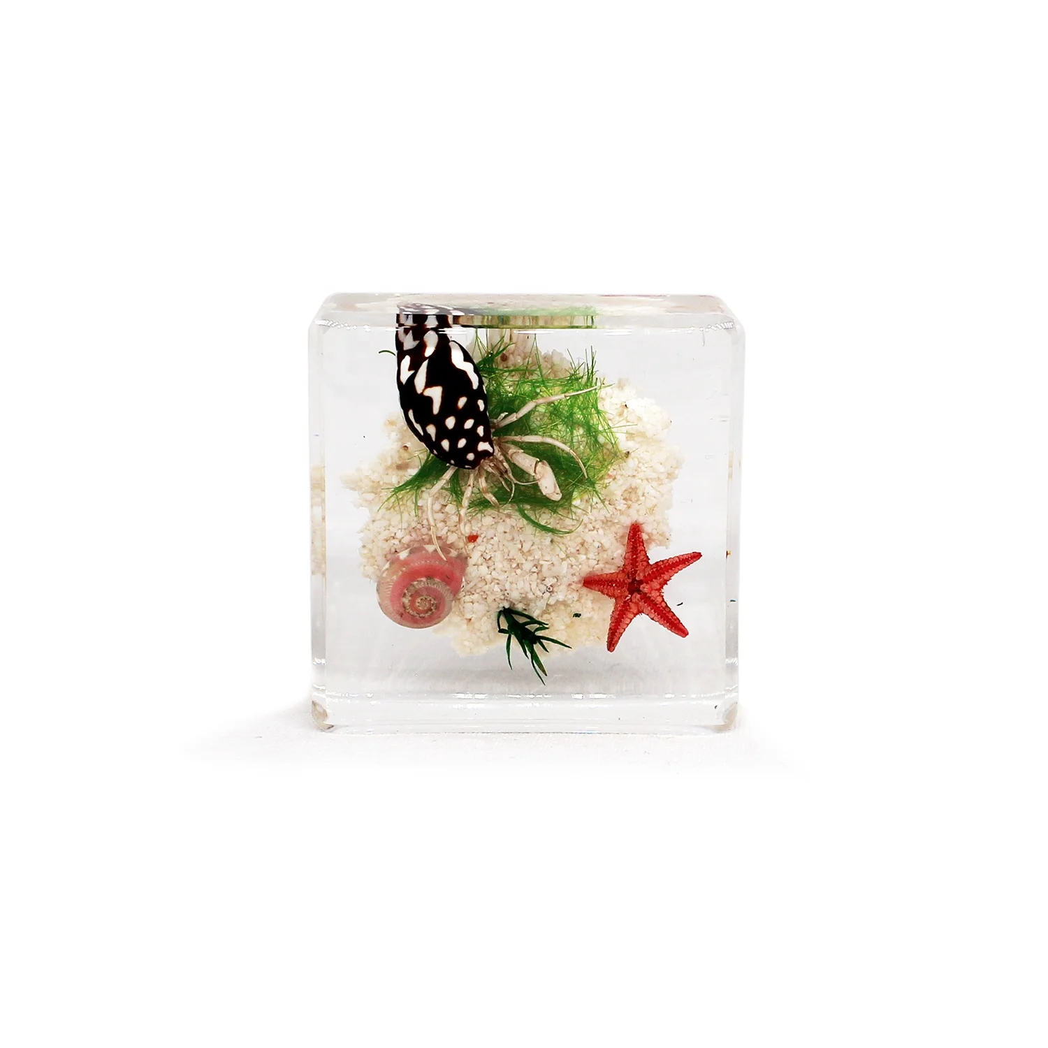 Polyresin crab starfish sea shells resin specimen sea shell decoration beach souvenir table decor