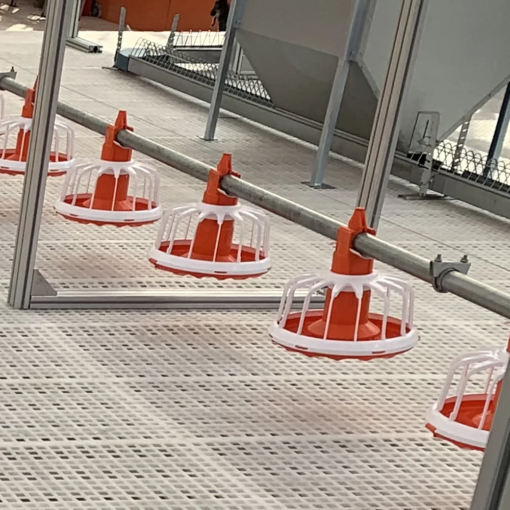 
Automatic equipment drinking line and feeding line for raising broiler chickens on the ground 