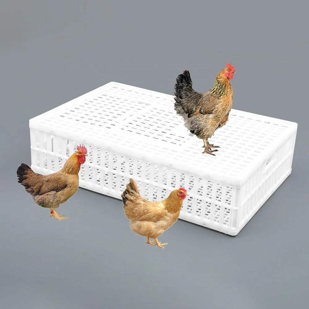 Good design nice appearance 900*600*230 mm sturdy plastic live bird shipping box / pigeons carrier crate
