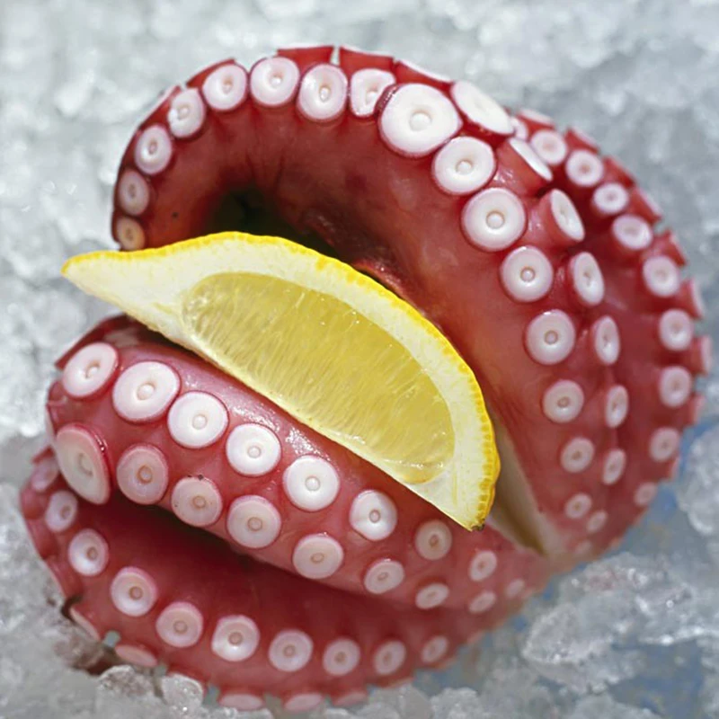 China New arrival fresh frozen small baby octopus for sale