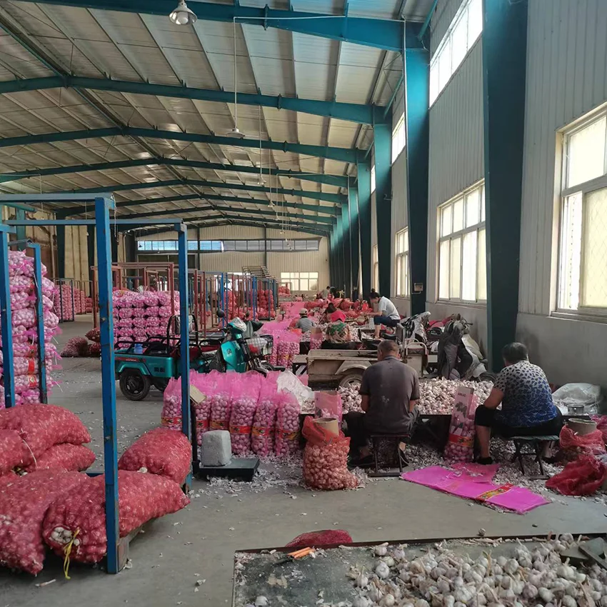 Wholesale 4.5/5.0/5.5Cm Garlic Exporters China Bulk Normal White Fresh Garlic Price