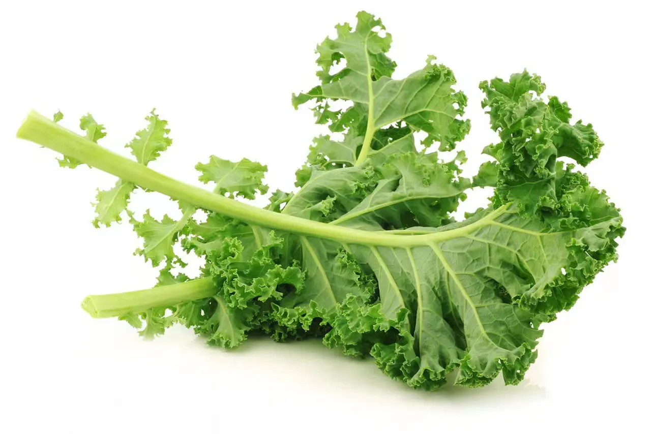 Natural super food BRC KOSHER certificate green kale powder for chips flakes spice blends smoothies baking nutrition products