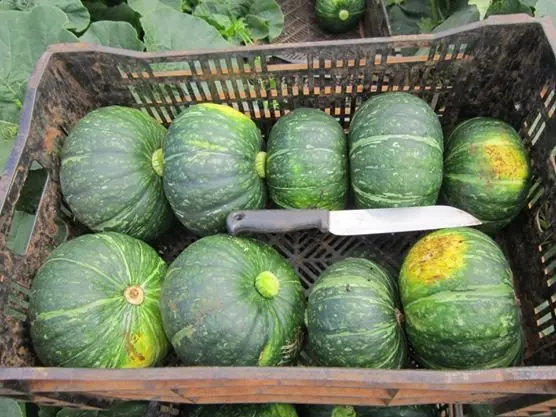 Свежая Тыква-лучший продавец 2022 с высоким качеством и хорошей ценой-свяжитесь с нами для получения дополнительной информации