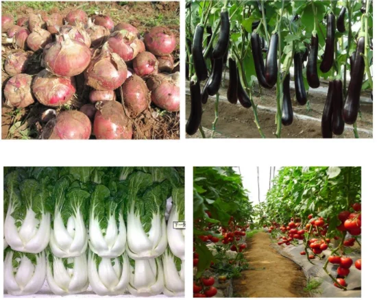 
Factory price powder Biological Fertilizer 300 Billion CFU/g pseudomonas fluorescens 