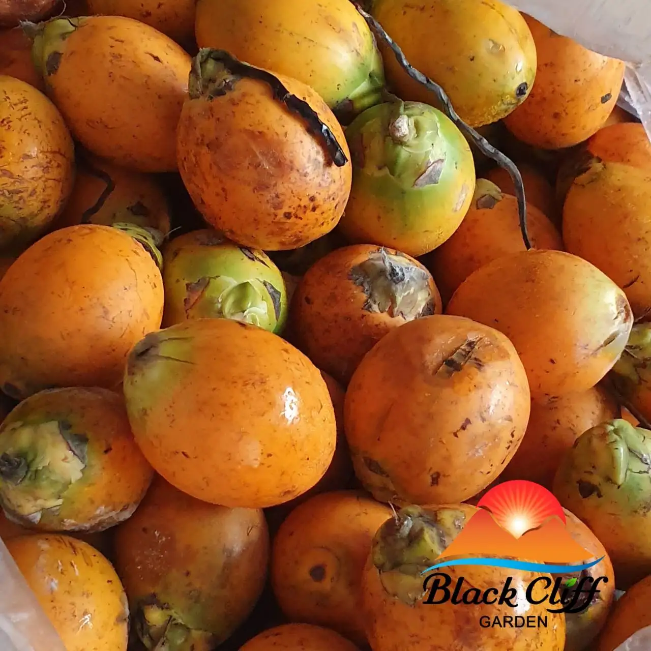 
Wholesale Price and Premium Grade 100% Natural Original Product from Thailand Betel Nut 