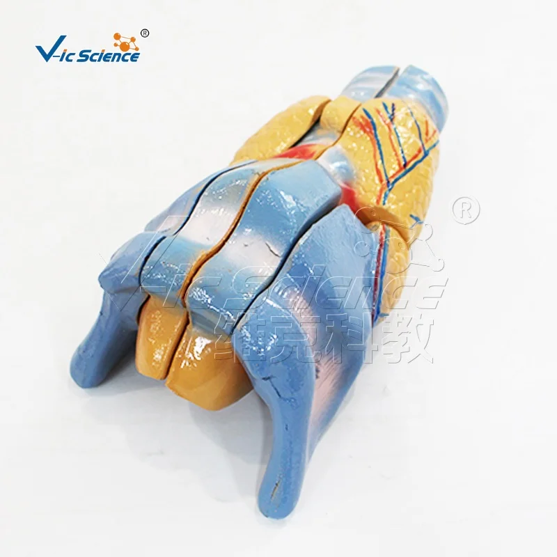 Laryngeal anatomical model human body organ model of body organs medical anatomy model school and hospital teaching