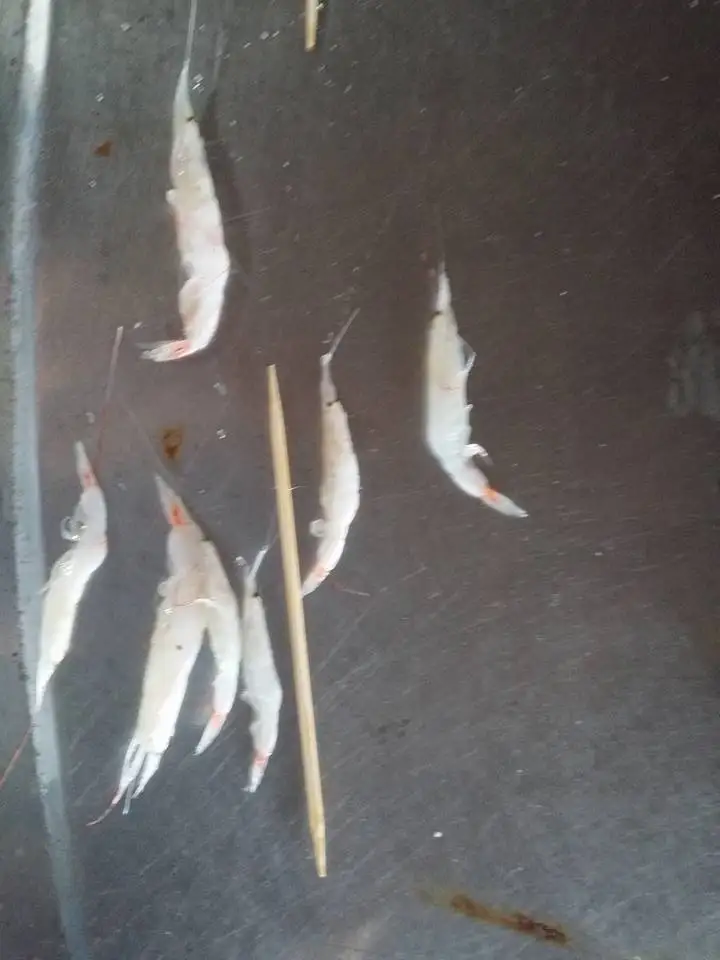 Salted Baby Shrimps from Vietnam for Korea Shrimp Prawn Market  Light Pink Sea Catch Canned/ Whatsap/ Kakaotalk 0084 989 322 607