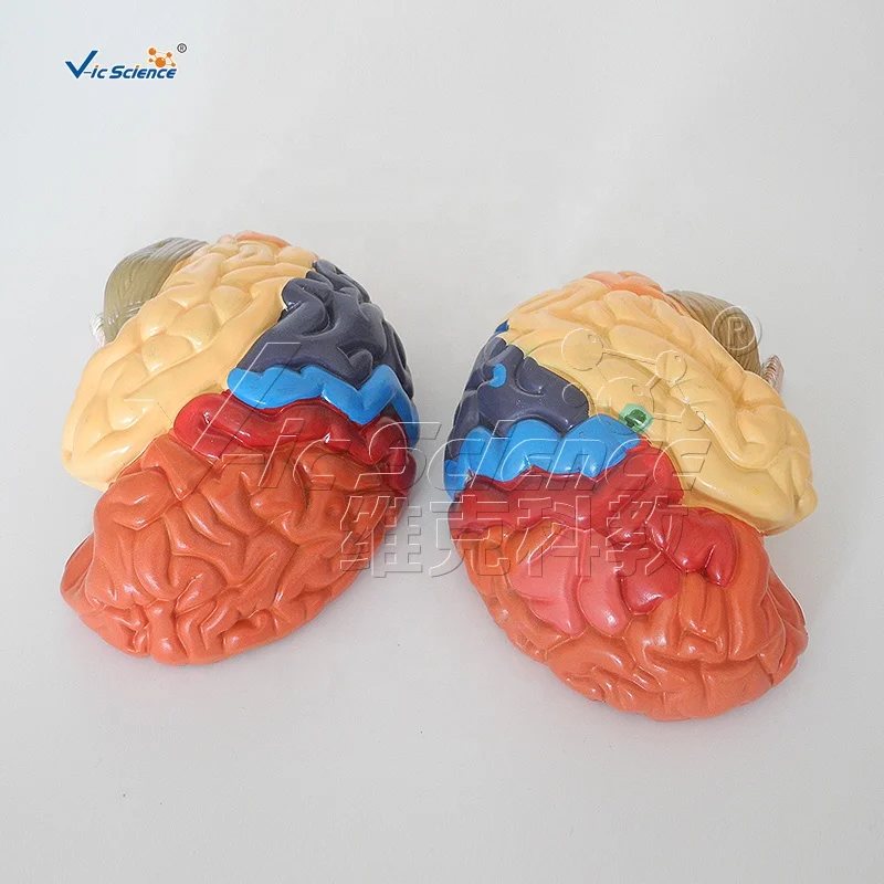 
Medical Science Human Brain Anatomy Model 3D Human Anatomical Teaching Model 