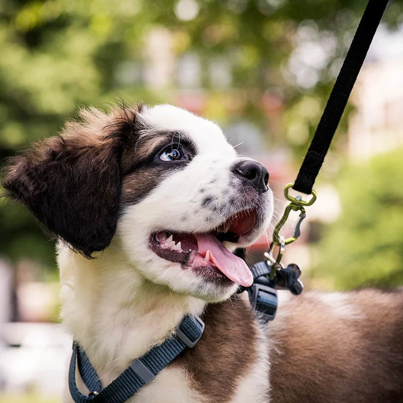 Aluminium Swivel Carabiner with Rotation Ring for Pet, Dog Leash Harness, Keychain Clip (ST1305S)