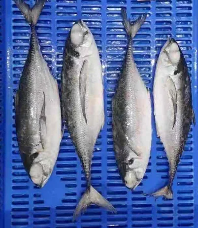 Hot sale Mackerel Frozen Horse Mackerel