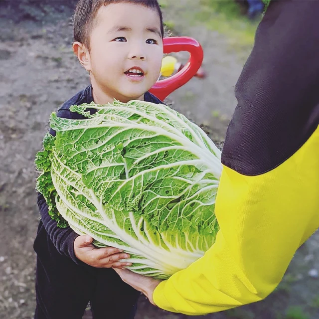 Safe Secure White Radish Natural Fresh Broccoli Cabbage Stir-Fried Meat And Vegetables