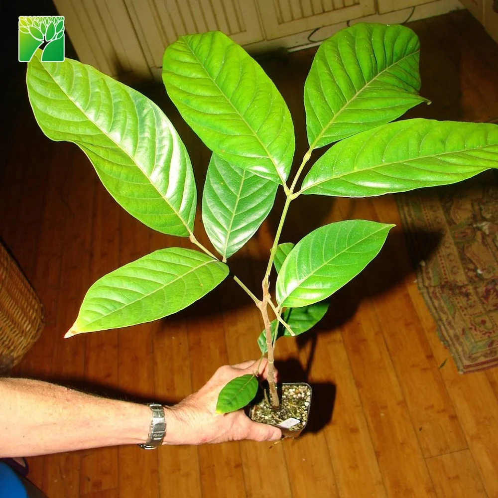 Горячая Распродажа, яичный желток 10 м с максимальной высотой, фруктовые рассады, яичный желток