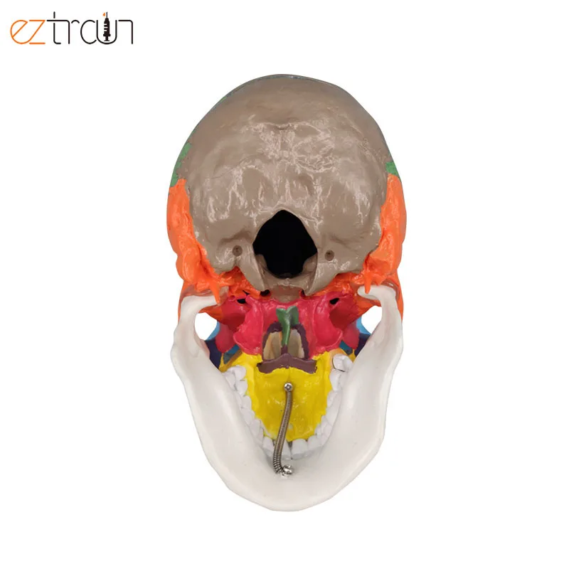 Human Skull Model Colored, Skull Anatomy Model Life Size, 3 Parts