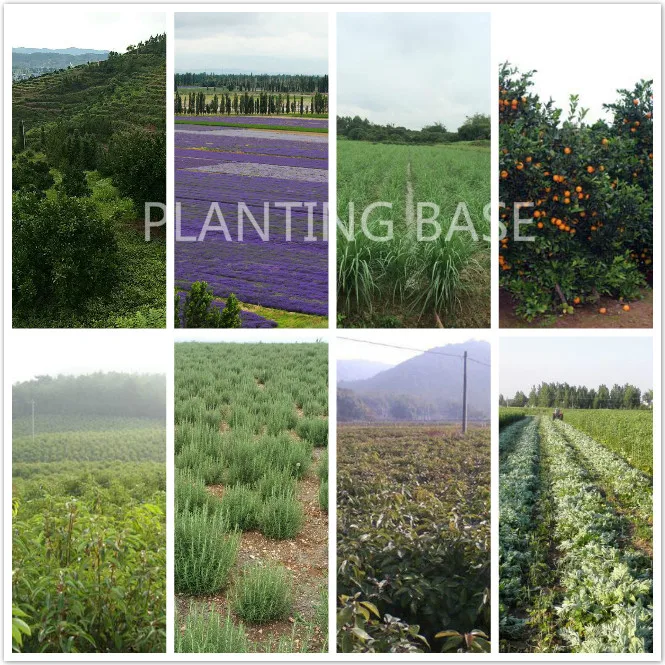 Manufacture Supply 100% Natural Bitter Almond Oil For Fragrances