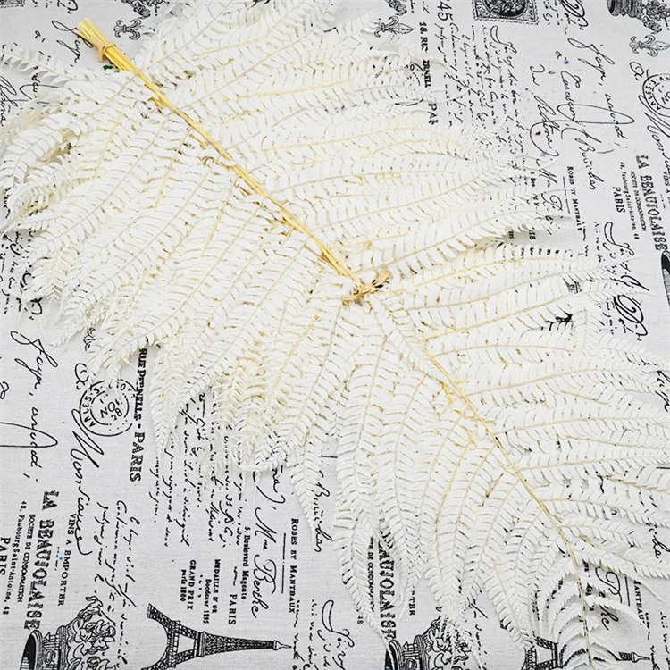 2022 New arrivals dried flowers real preserved Ming fern leaf for home decor