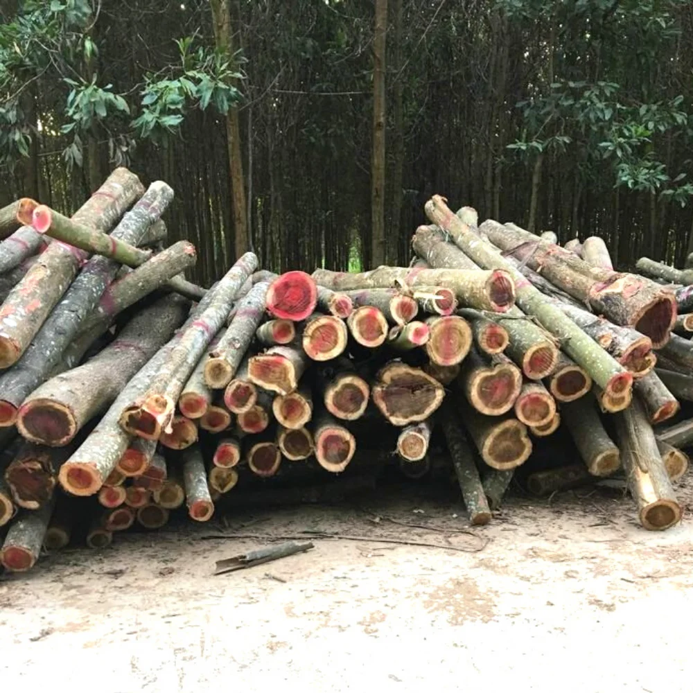 Лидер продаж дешевые деревянные бревна акации для импортеров из Вьетнама