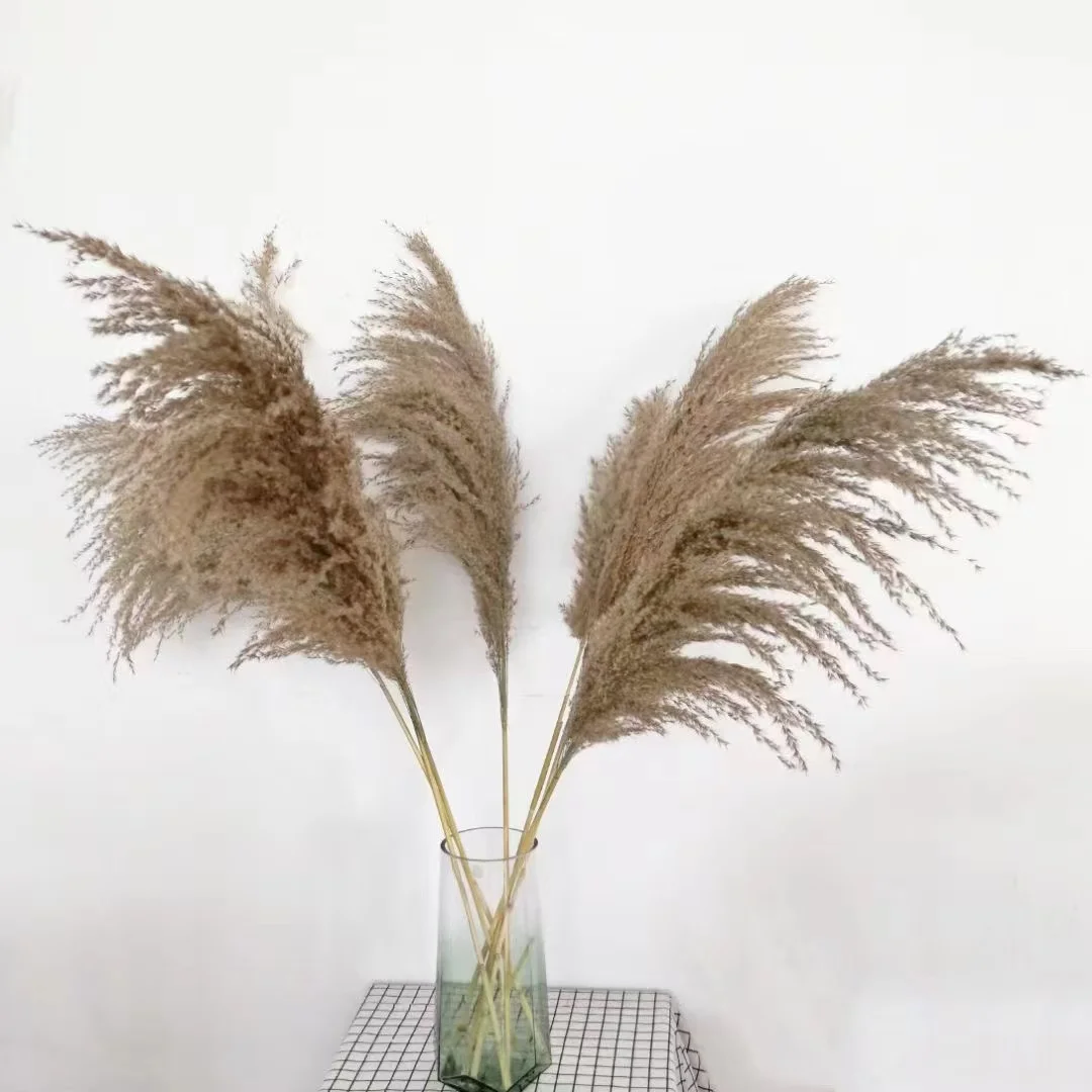 Factory supply Natural wild  Pampas Grass 45 cm Dried Flower For Decoration