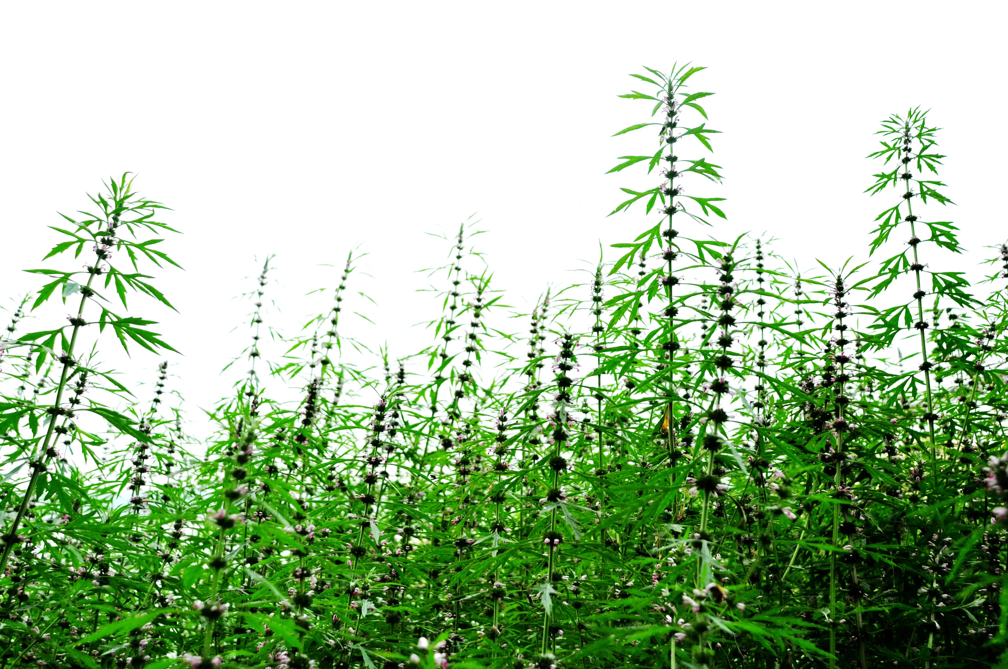 Motherwort oil Wholesale Herbal oil 100% natural Organic Therapeutic Grade Herba Leonuri oil for Healthcare Bulk price Drum 1kg