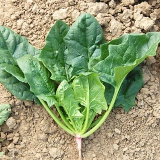 Autumn cultivation spinach hybrid seeds SXS No.4