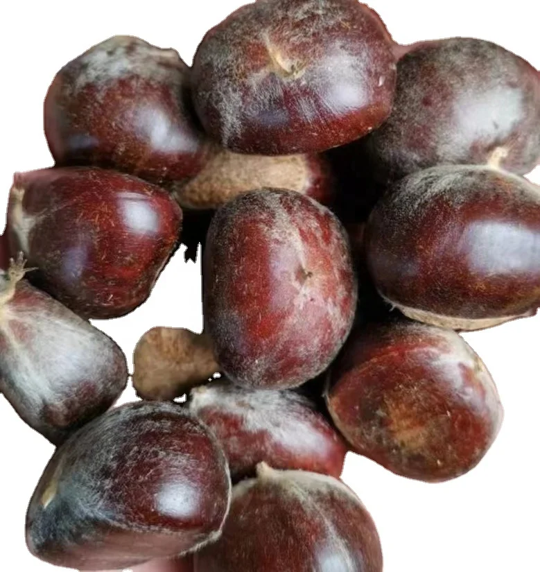 Новинка 2022, свежий урожай каштана, Даньдун, каштан, тайянский каштан