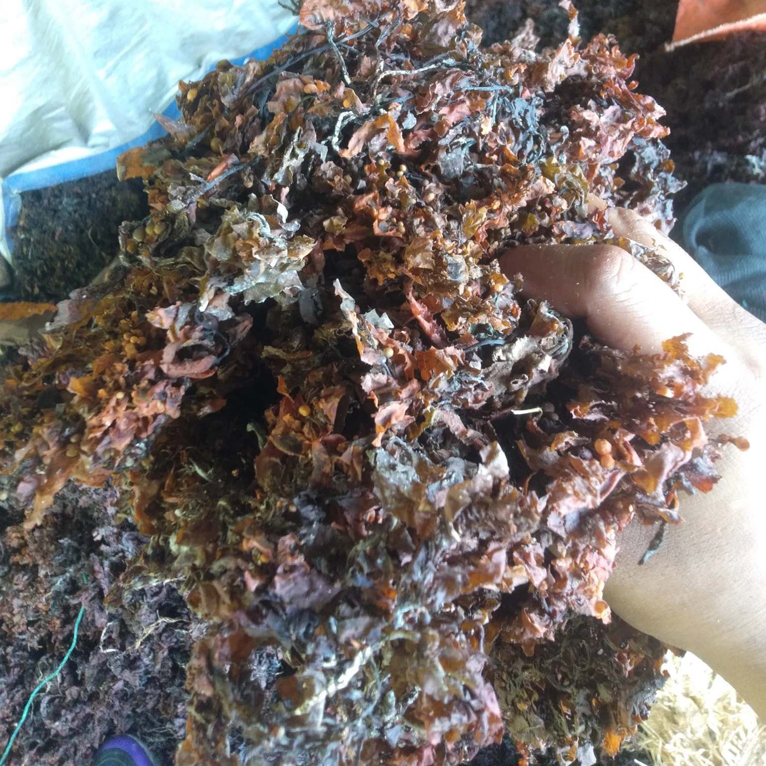 Vietnam dried sargassum seaweed used for animal feed Sargassum kering