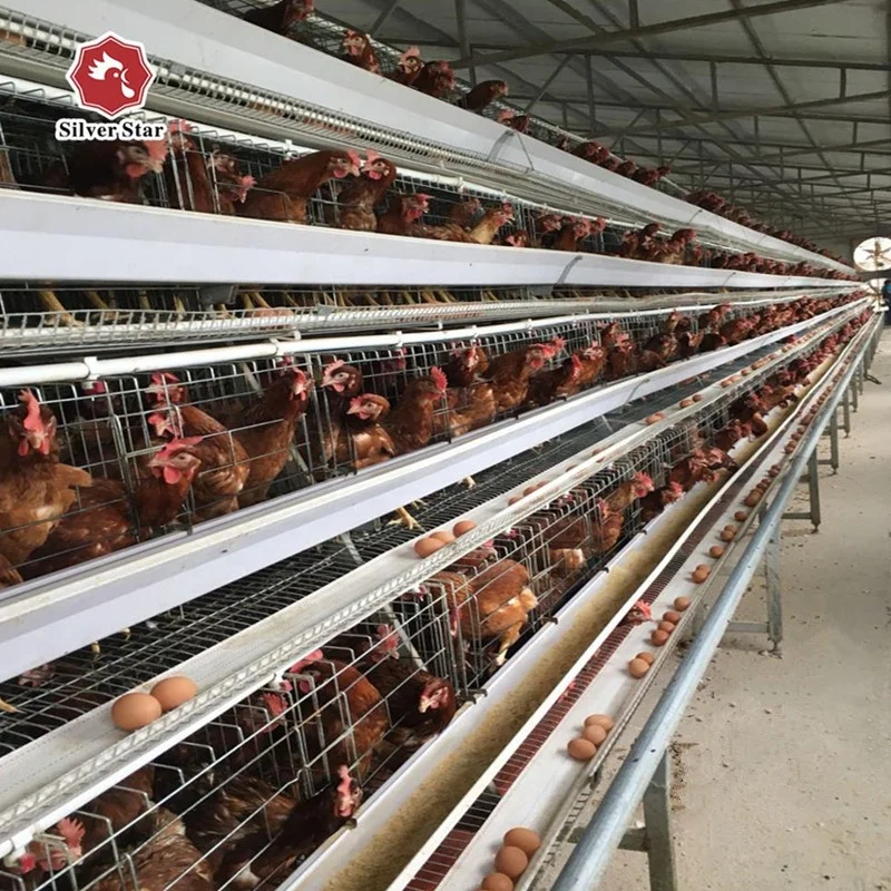 Cheap price poultry farming cage agricultural equipment for layer chicken