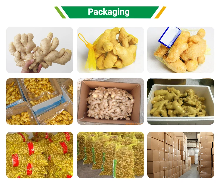 
Chinese fresh mature super healthy ginger 