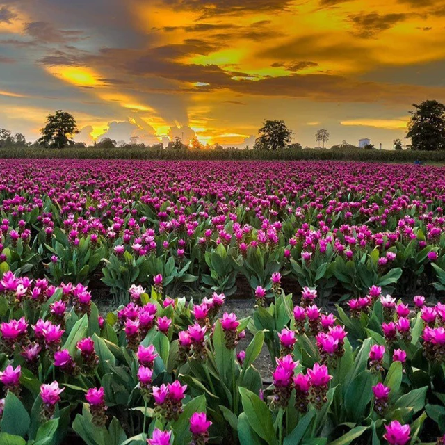 Beautiful Tropicals Plant Curcuma Flower or Thai Tulip Rhizomes from Thailand (Doitung 602)