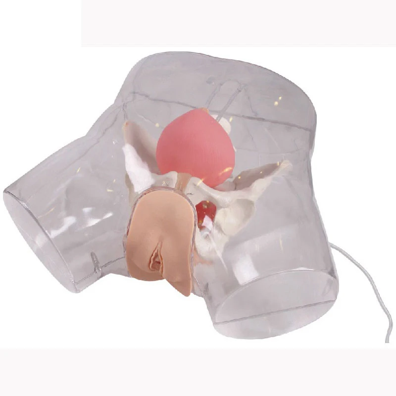 Advanced Medical Human Catheter Assisted Defecation Enema Nursing Model Transparent Female Urethral Catheterization Simulator