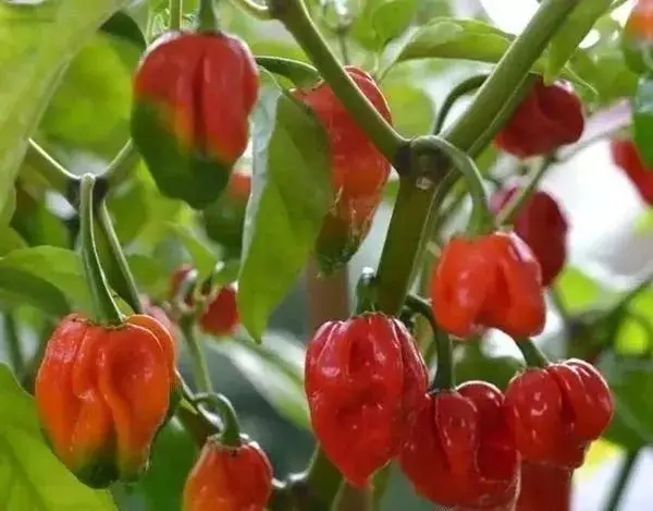 
Suntoday agriculture F1 hot pepper chilli hebanero seeds 5gr/bag 