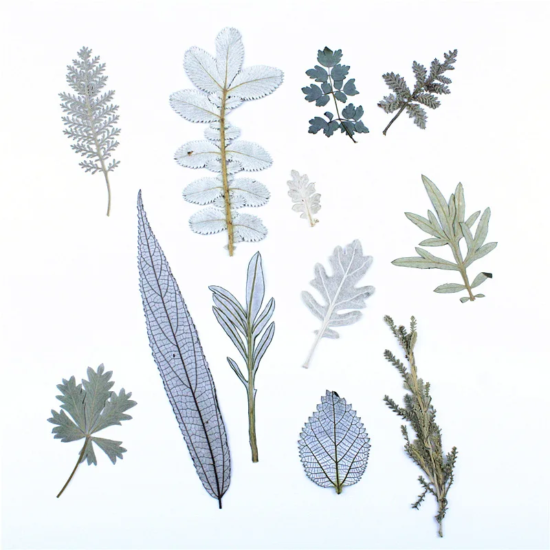 Wholesale Nordic Style White Color Forest Themed Natural Dry Pressed Flowers for Resin Decoration