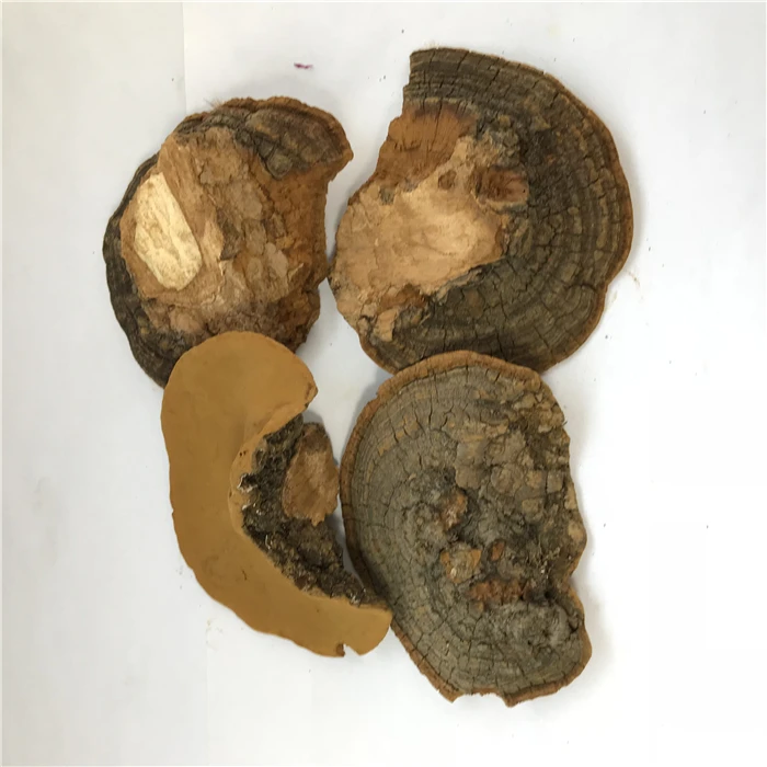 sang huang bulk dried phellinus linteus mushroom wild phellinus igniarius
