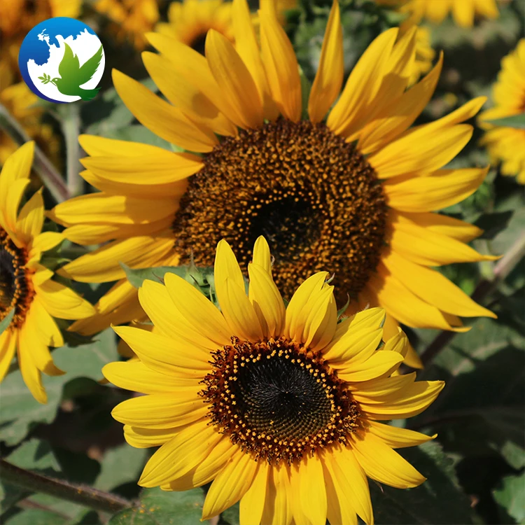 
chrysanthemum professional zinnia sun flower bulbs seeds and bulb mix lisianthus packet in bulk wild flowers plants seeds hybrid 