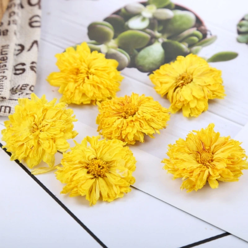 Wholesale Supply of Natural Superior Quality Blooming Tea Material Dried Chrysanthemum Flower for Flavor Tea