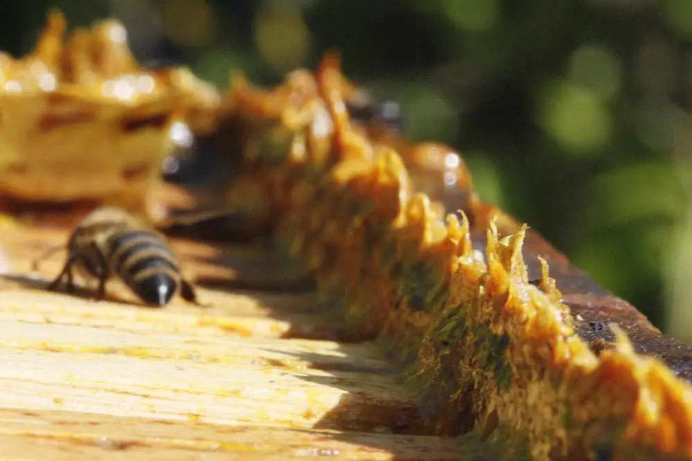 Factory Supply Hot Sale Bees Propolis Extract Propolis Powder Raw Propolis